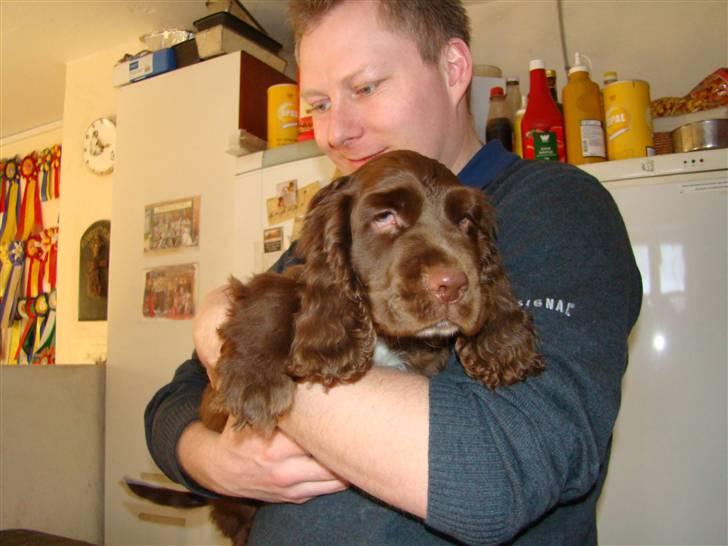 Sussex spaniel Woodlandhope billede 7