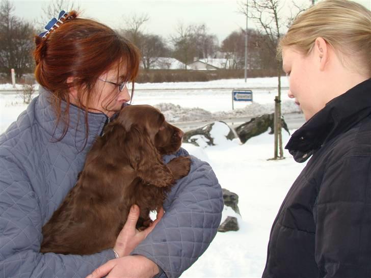 Sussex spaniel Woodlandhope billede 8