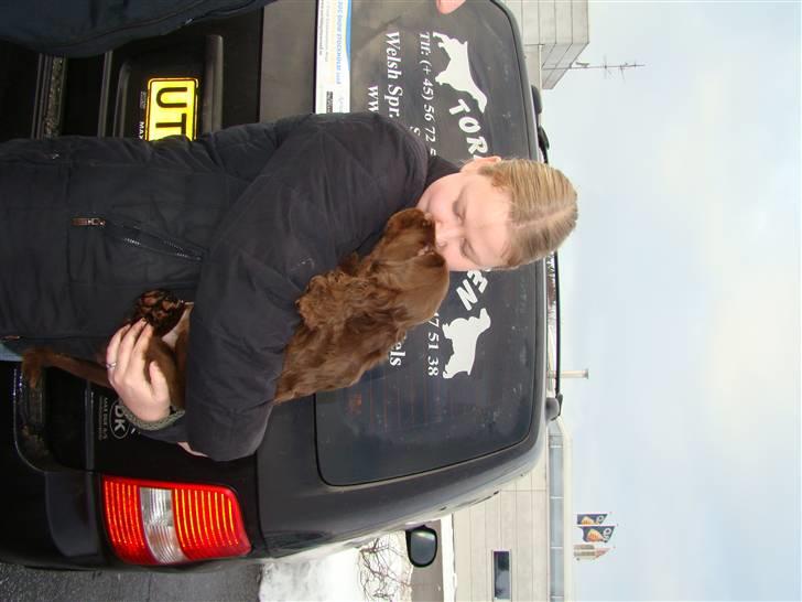 Sussex spaniel Woodlandhope billede 9