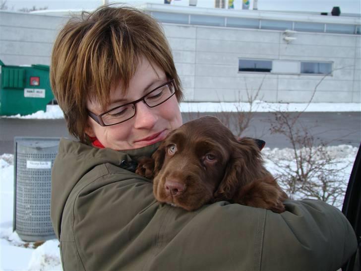 Sussex spaniel Woodlandhope billede 10