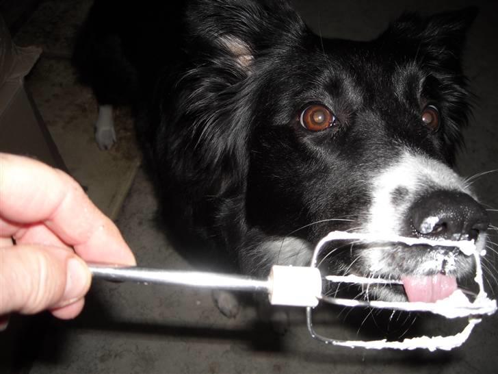 Blanding af racer Sasha - Jeg er bare en hund efter piskefløde billede 3