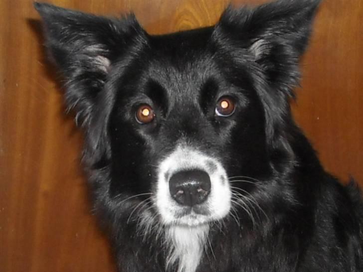 Blanding af racer Sasha - Hej du - noget nyt? billede 5