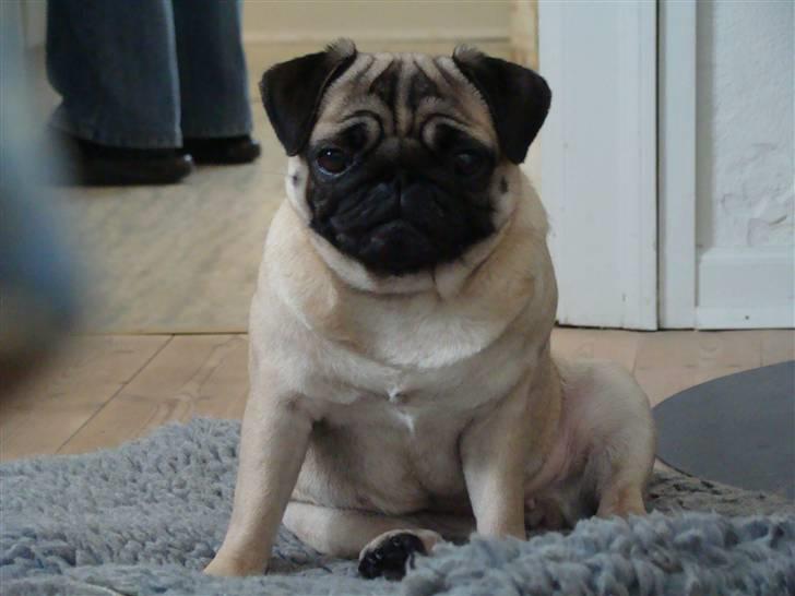 Mops Lulu billede 14