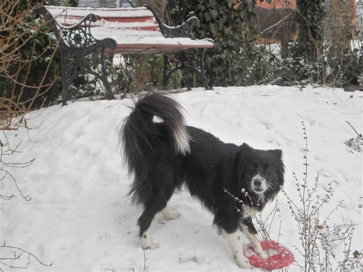 Blanding af racer Sasha - Vil du være med? billede 6