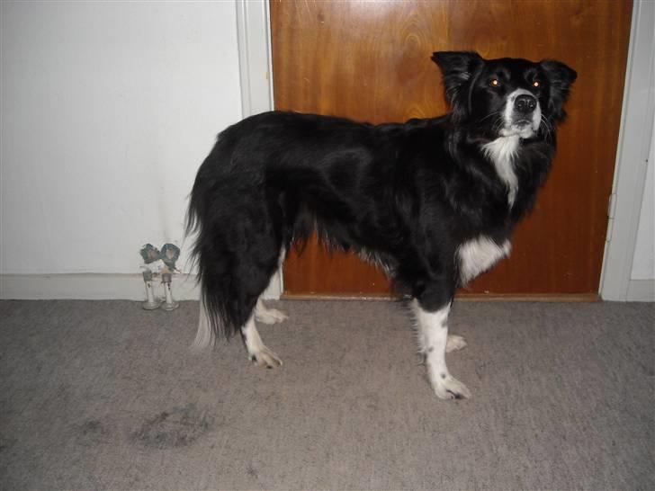 Blanding af racer Sasha - Hvad jeg har fået øje på ......tjah? billede 7