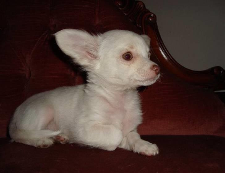 Chihuahua Lovely Isabella billede 1