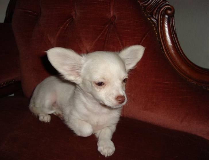 Chihuahua Lovely Isabella billede 2
