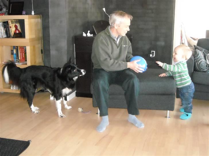 Blanding af racer Sasha - Må jeg ikke være med billede 9