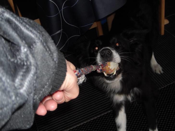 Blanding af racer Sasha - Så skal vi se, hvem der er stærkest billede 10