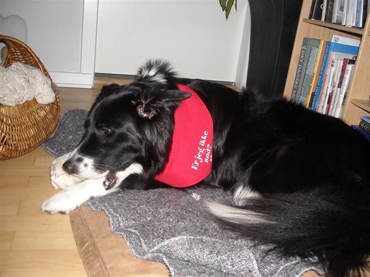 Blanding af racer Sasha - Jeg var heldig, fik både et halstørklæde og et lækkert ben i julegave billede 11