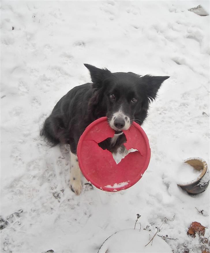 Blanding af racer Sasha - Kommer du ikke snart ud og leger? billede 12