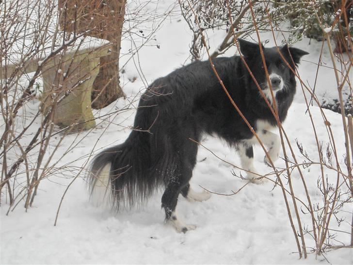 Blanding af racer Sasha - Hvis jeg gemmer mig bag busken her, er der ingen, der kan se mig billede 13