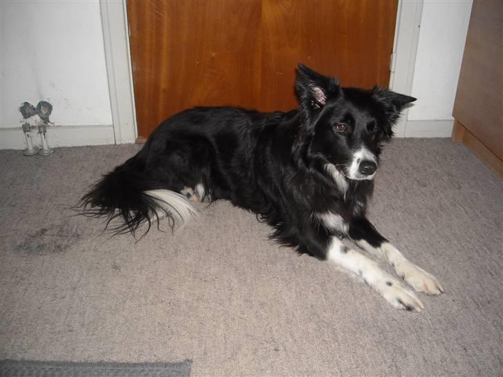 Blanding af racer Sasha - Ligger jeg pænt nok? billede 14