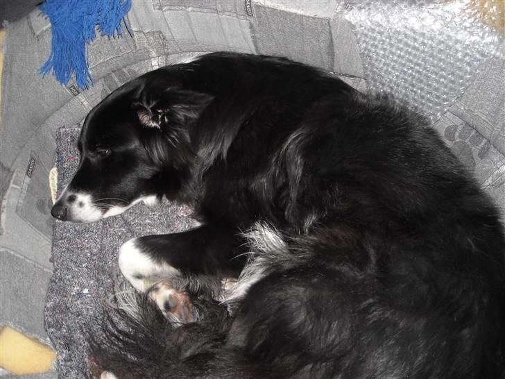 Blanding af racer Sasha - Selv en fotomodel kan blive træt billede 15