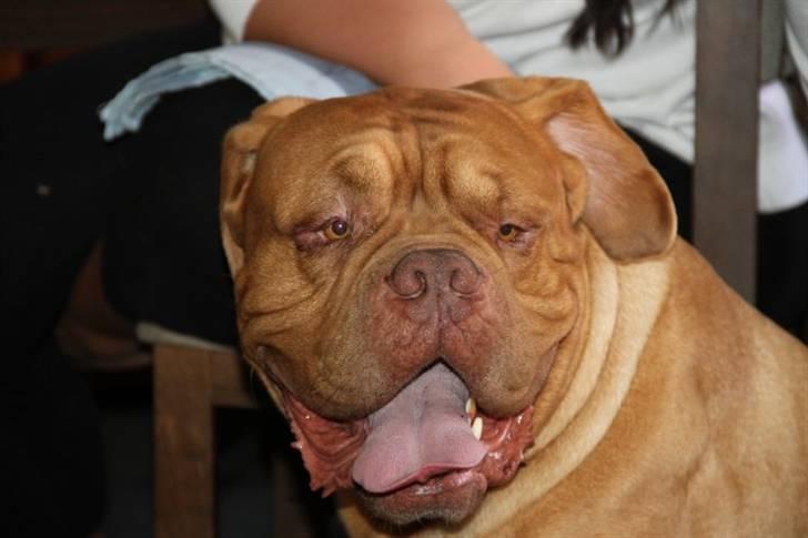 Dogue de bordeaux Arnold Grandis billede 14