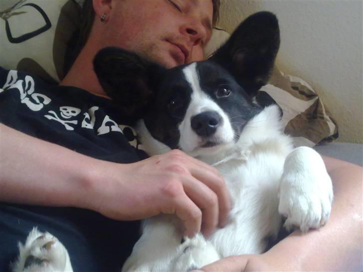 Welsh corgi cardigan Smarti`s Flying Flat Foot billede 1