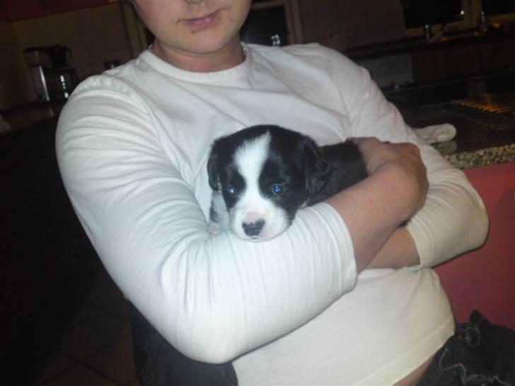 Welsh corgi cardigan Smarti`s Flying Flat Foot billede 2