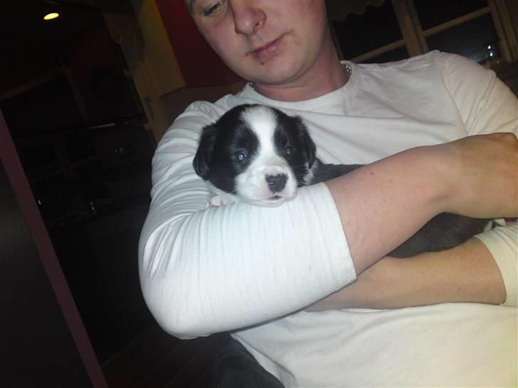 Welsh corgi cardigan Smarti`s Flying Flat Foot billede 3