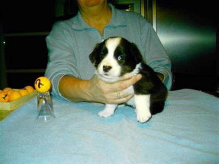 Welsh corgi cardigan Smarti`s Flying Flat Foot billede 4