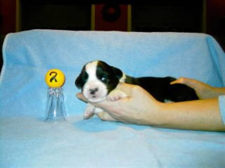 Welsh corgi cardigan Smarti`s Flying Flat Foot billede 5