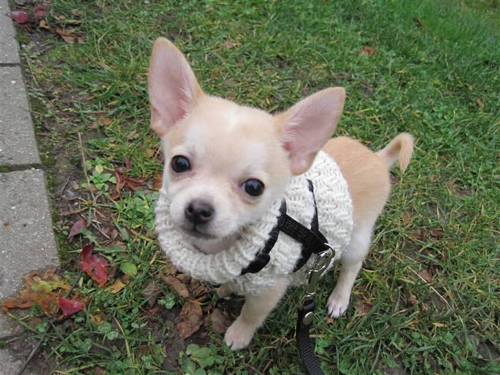 Blanding af racer Grisling billede 1