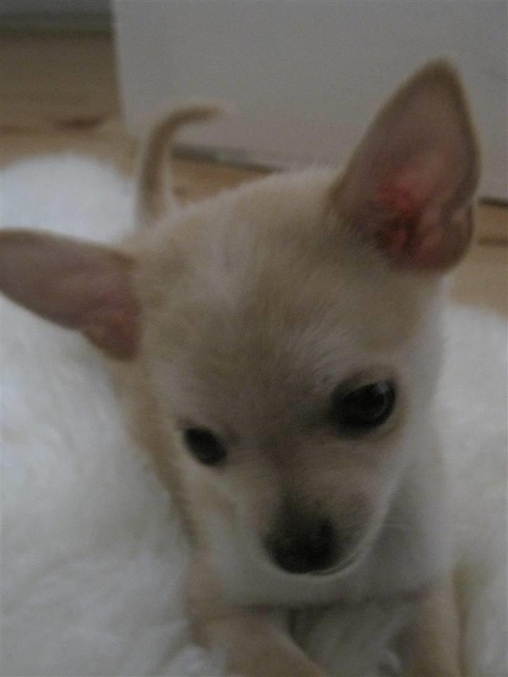 Blanding af racer Grisling billede 2