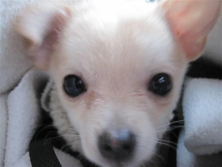 Blanding af racer Grisling billede 3