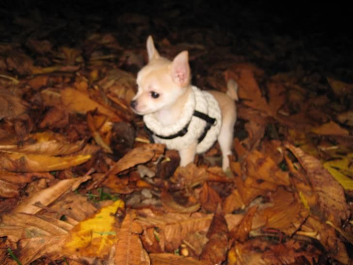 Blanding af racer Grisling billede 4