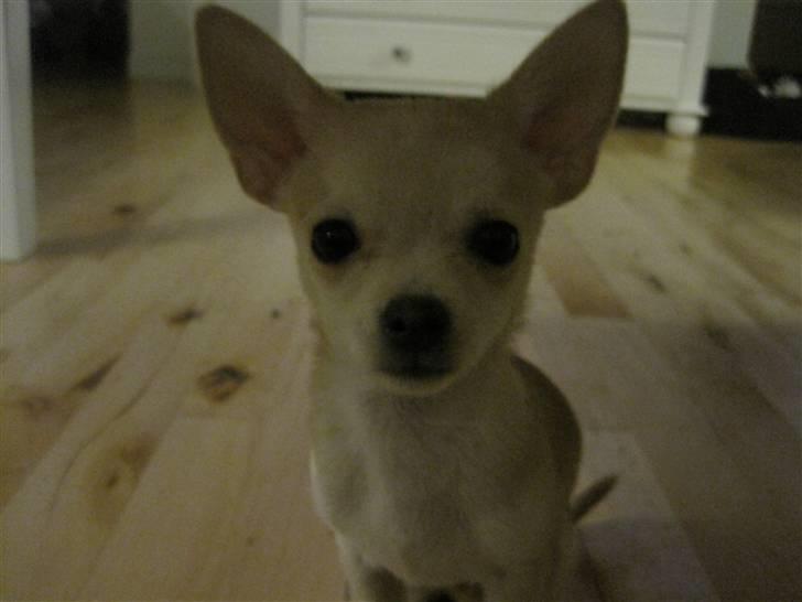 Blanding af racer Grisling billede 5