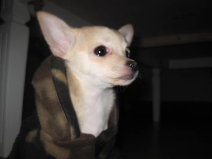 Blanding af racer Grisling billede 6