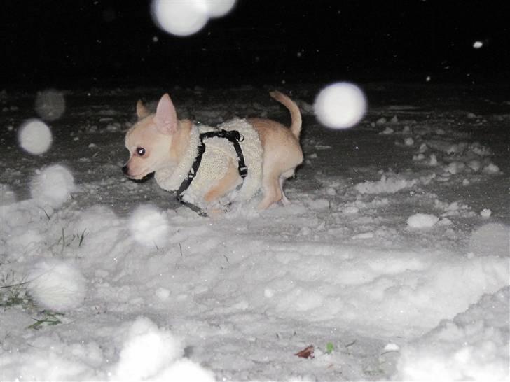 Blanding af racer Grisling billede 7