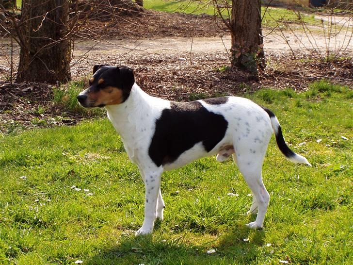 Dansk svensk gaardhund Magnus Tag-musen - ... Have, tjek ! billede 1