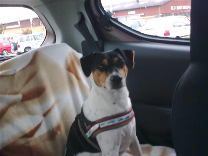 Dansk svensk gaardhund Magnus Tag-musen - Elsker at se verden. billede 2