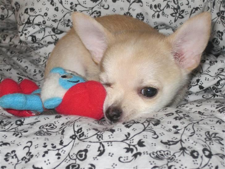 Blanding af racer Grisling billede 8