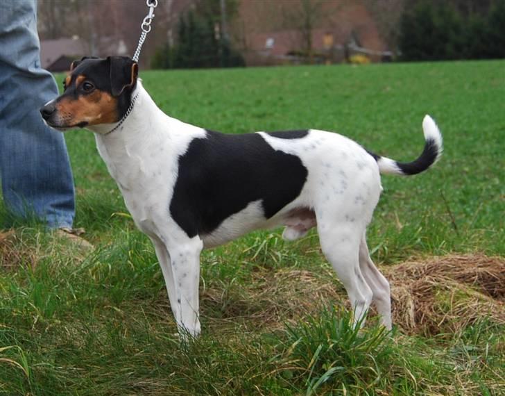 Dansk svensk gaardhund Magnus Tag-musen - Vågen. billede 3