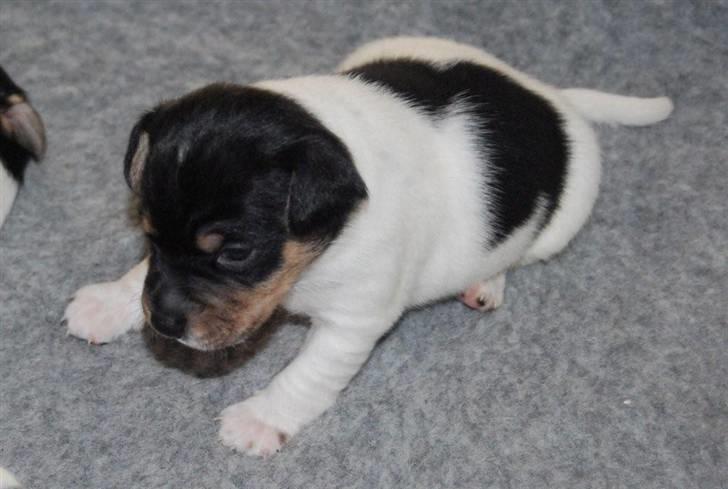 Dansk svensk gaardhund Magnus Tag-musen - Allerede som lille var jeg stor. billede 4