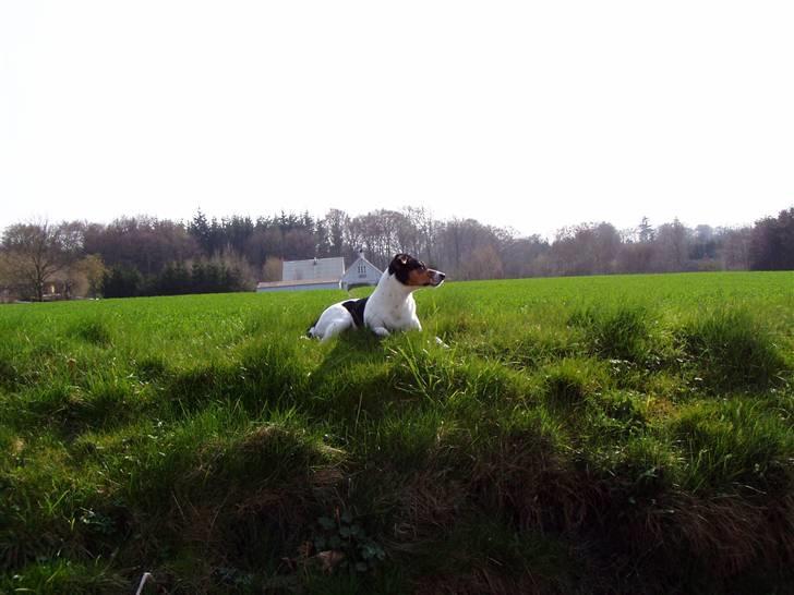 Dansk svensk gaardhund Magnus Tag-musen - Holder lige øje med gårdspladsen. billede 5