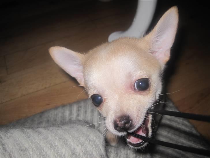 Blanding af racer Grisling billede 9