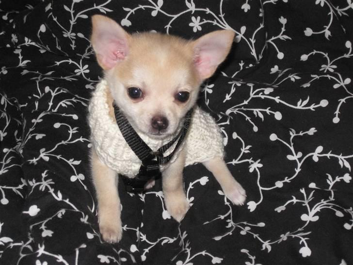 Blanding af racer Grisling billede 10