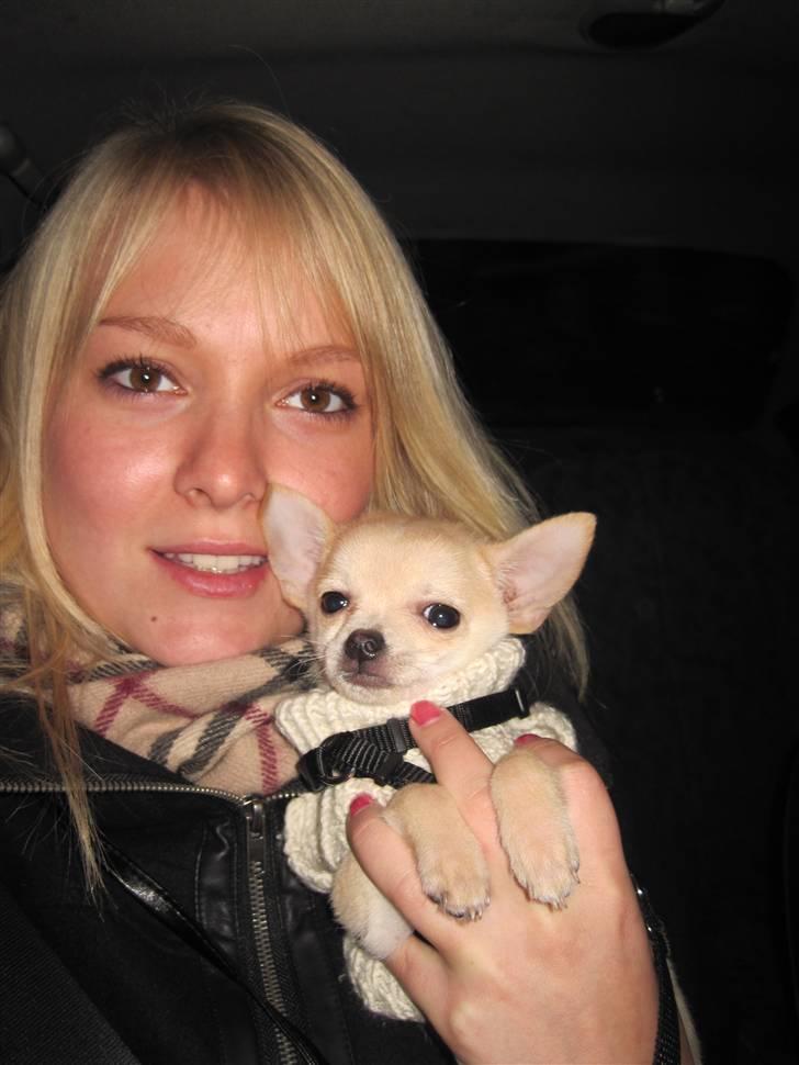 Blanding af racer Grisling billede 11