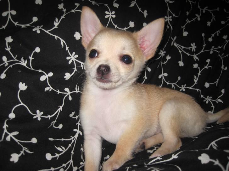 Blanding af racer Grisling billede 12