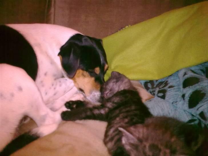 Dansk svensk gaardhund Magnus Tag-musen - Magne og Lulu billede 6