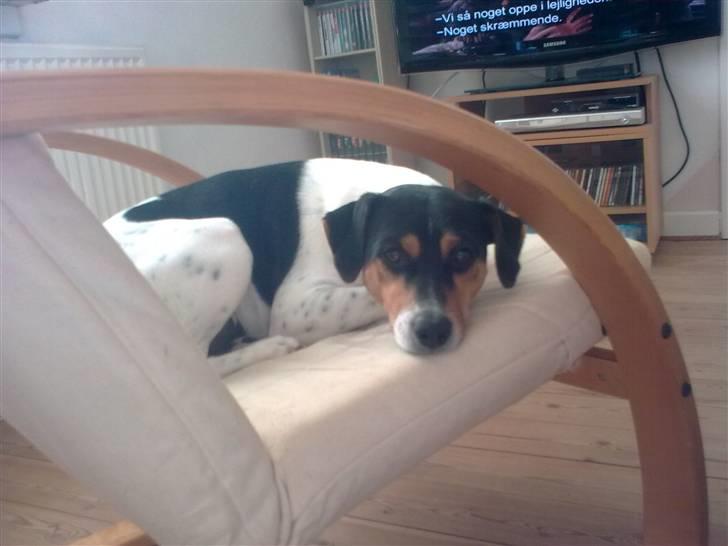 Dansk svensk gaardhund Magnus Tag-musen - Holder lige fars stol varm. billede 7