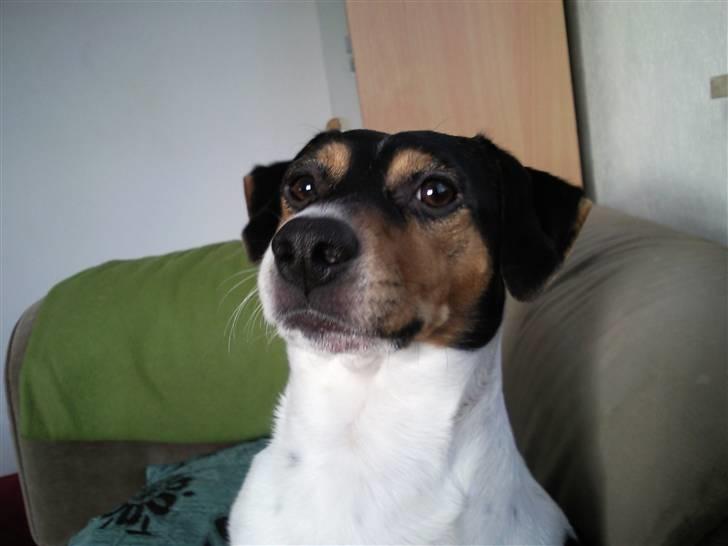 Dansk svensk gaardhund Magnus Tag-musen - Ja jaaa.... Tag nu det billede. billede 8