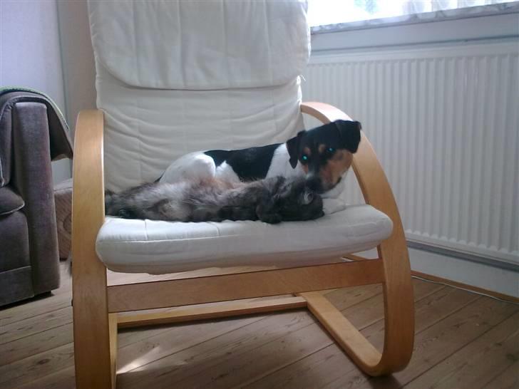 Dansk svensk gaardhund Magnus Tag-musen - "Er hun ikk´ sød". billede 9