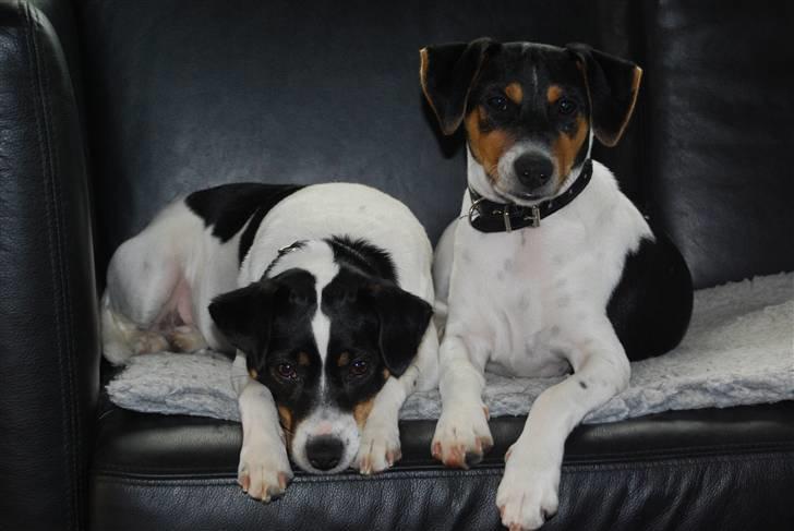 Dansk svensk gaardhund Magnus Tag-musen - Moster Hexen og Magne-mand". billede 10