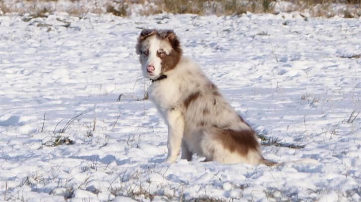 Border collie Talent billede 1