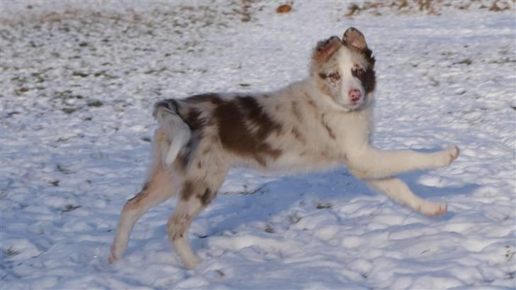 Border collie Talent billede 2