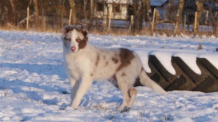 Border collie Talent billede 3