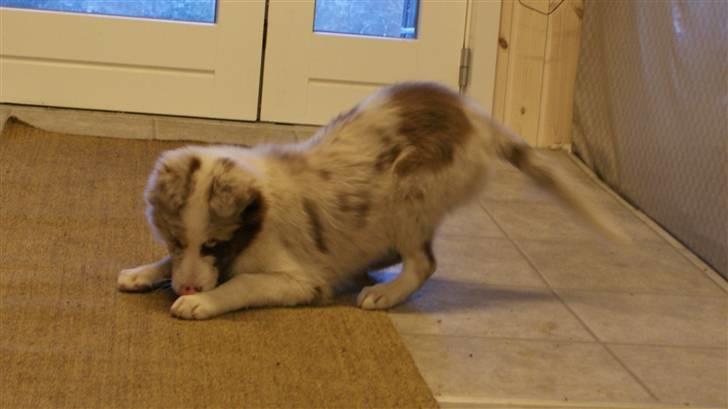 Border collie Talent billede 4